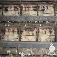 فروش مرغ تخم گذار ال اس ال در تهران در گروه مرغ و خروس و بوقلمون و اردک قو قاز در یکمیوه