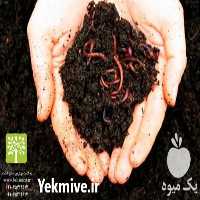 فروش کرم خاکی گونه کالیفرنیایی در تهران در گروه خوراک شیلات و آبزیان - ماهی گیلان خوزستان چابهار بوشهر در یکمیوه