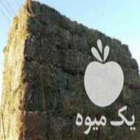 فروش یونجه کردستان در تبریز در گروه خوراک دام و طیور - پرواری شیری علوفه یونجه در یکمیوه