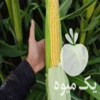 فروش ذرت علوفه ای چاپر پر دون در باغ ملک در گروه خرید فروش ماشین آلات کشاورزی - تراکتور تیلر کمباین مدرن در یکمیوه