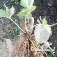 فروش ریشه لخت توت فرنگی پاروس درجه یک در مریوان در گروه خرید فروش عمده توت - خرید شاتوت سفید طلایی موزی قرمز در یکمیوه