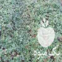 فروش بوته توت فرنگی خارجی کاماروسو در جویبار در گروه خرید فروش عمده توت - خرید شاتوت سفید طلایی موزی قرمز در یکمیوه