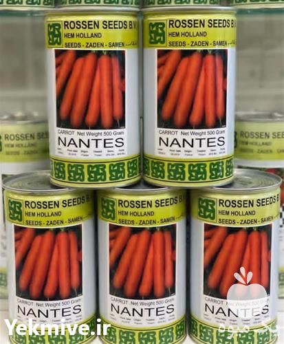 خرید بذر هویج نانتس در تهران در گروه خرید فروش بذر - انواع محصول کشاورزی گوجه کتان میوه درخت در یکمیوه -عکس1