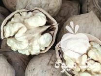 فروش ویژه نهال گردو کاغذی در همدان در گروه خرید فروش نهال - انواع گردو پسته بادام سلطانی انگور در یکمیوه -عکس1