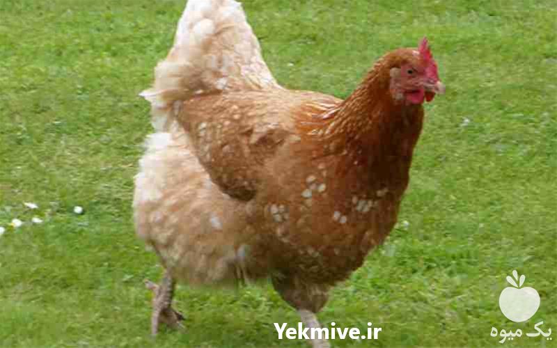 فروش قیمت نیمچه 40 روزه مرغ بومی تخم گذار در تهران در گروه مرغ و خروس و بوقلمون و اردک قو قاز در یکمیوه -عکس1