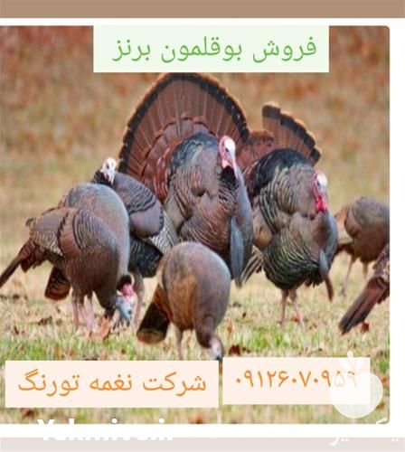 فروش جوجه بوقلمون سفید در تهران در گروه مرغ و خروس و بوقلمون و اردک قو قاز در یکمیوه -عکس1