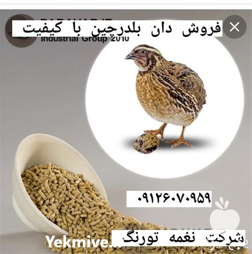فروش ویژه بلدرچین در تهران در گروه مرغ و خروس و بوقلمون و اردک قو قاز در یکمیوه -عکس1