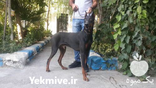 فروش سگهای دوبرمن اصیل در کرج در گروه سگ و گربه _ نگهبان هاسکی ژرمن دوبرمن سرابی در یکمیوه -عکس1