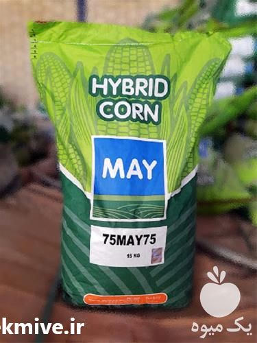 خرید بذر ذرت علوفه ای مای در کرمانشاه در گروه خرید فروش عمده علوفه - ذرت دام گاو هیدروپونیک در یکمیوه -عکس1