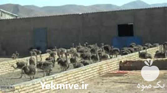فروش دوره آموزش پرورش شترمرغ در تهران در گروه مشاوره - راه اندازی بازاریابی کسب درآمد بهبود کسب و کار در یکمیوه -عکس1