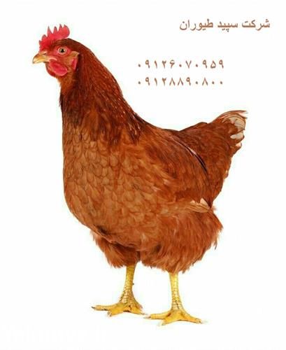 فروش قیمت مرغ محلی در تهران در گروه مرغ و خروس و بوقلمون و اردک قو قاز در یکمیوه -عکس1
