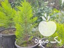 فروش لاوسون کاج طلایی در نوشهر در گروه خرید فروش کود و مواد شیمیایی - اوره پتاس مرغی کمپوست آهن در یکمیوه -عکس1