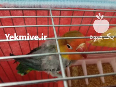 طوطی‌برزیلی‌معاوضه در خرمدره در گروه حیوانات خانگی - خرید و فروش در یکمیوه -عکس1