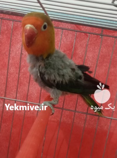 طوطی‌برزیلی‌معاوضه در خرمدره در گروه حیوانات خانگی - خرید و فروش در یکمیوه -عکس3