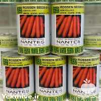 خرید بذر هویج نانتس در تهران در گروه خرید فروش بذر - انواع محصول کشاورزی گوجه کتان میوه درخت در یکمیوه