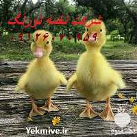 فروش اردک یک ماهه در تهران در گروه مرغ و خروس و بوقلمون و اردک قو قاز در یکمیوه