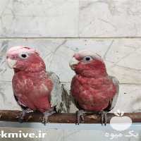 فروش تخم نطفه دار در تهران در گروه انواع تخم ها - مرغ بوقلمون پرنده عمده کشاورزی در یکمیوه