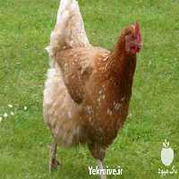 فروش قیمت نیمچه 40 روزه مرغ بومی تخم گذار در تهران در گروه مرغ و خروس و بوقلمون و اردک قو قاز در یکمیوه