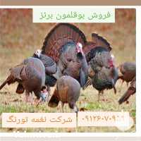 فروش جوجه بوقلمون سفید در تهران در گروه مرغ و خروس و بوقلمون و اردک قو قاز در یکمیوه