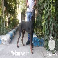 فروش سگهای دوبرمن اصیل در کرج در گروه سگ و گربه _ نگهبان هاسکی ژرمن دوبرمن سرابی در یکمیوه