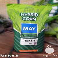 خرید بذر ذرت علوفه ای مای در کرمانشاه در گروه خرید فروش عمده علوفه - ذرت دام گاو هیدروپونیک در یکمیوه