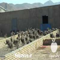 فروش دوره آموزش پرورش شترمرغ در تهران در گروه مشاوره - راه اندازی بازاریابی کسب درآمد بهبود کسب و کار در یکمیوه