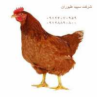 فروش قیمت مرغ محلی در تهران در گروه مرغ و خروس و بوقلمون و اردک قو قاز در یکمیوه