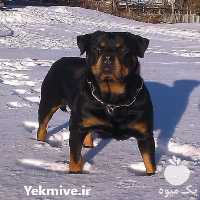 آگهی مشابه سگ روتوایلر فروش سگ روتوایلر امریکایی در تجریش در گروه سگ و گربه _ نگهبان هاسکی ژرمن دوبرمن سرابی در یکمیوه