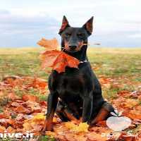 آگهی مشابه فروش سگ دوبرمن در کرج در گروه سگ و گربه _ نگهبان هاسکی ژرمن دوبرمن سرابی در یکمیوه