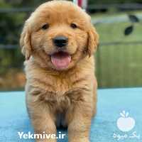 آگهی مشابه خرید سگ گلدن رتریور در کرج در گروه سگ و گربه _ نگهبان هاسکی ژرمن دوبرمن سرابی در یکمیوه