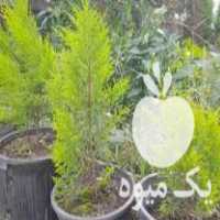 فروش لاوسون کاج طلایی در نوشهر در گروه خرید فروش کود و مواد شیمیایی - اوره پتاس مرغی کمپوست آهن در یکمیوه