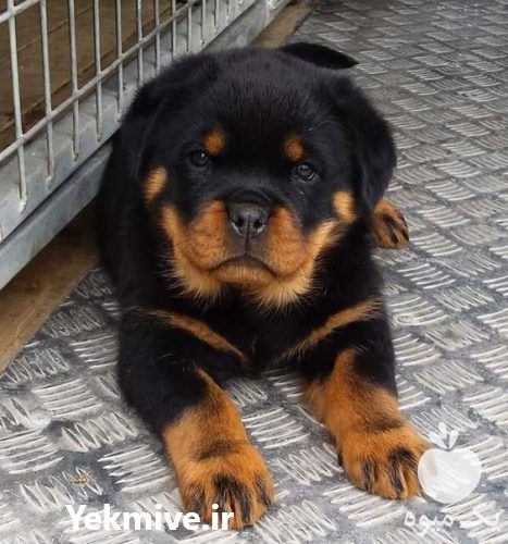 فروش سگ روتوایلر گواهی اصالت در کرج در گروه سگ و گربه _ نگهبان هاسکی ژرمن دوبرمن سرابی در یکمیوه -عکس1