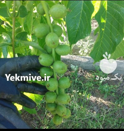 فروش ويژه انواع نهال در میاندوآب در گروه خرید فروش نهال - انواع گردو پسته بادام سلطانی انگور در یکمیوه