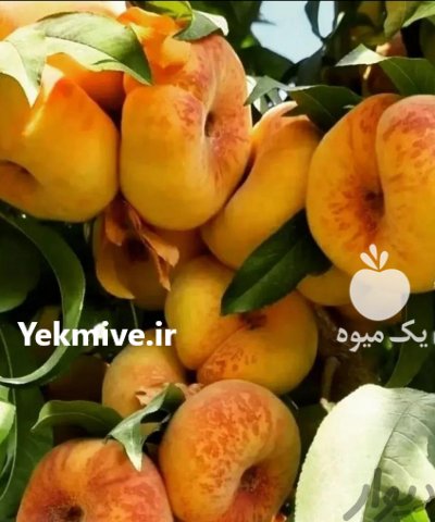 فروش ويژه انواع نهال در میاندوآب در گروه خرید فروش نهال - انواع گردو پسته بادام سلطانی انگور در یکمیوه -عکس2