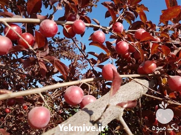 فروش نهال آلو در سمنان در گروه خرید فروش عمده آلو - آلوچه گوجه سبز زرد خاکی شابلون سانتریزه سیاه در یکمیوه -عکس1