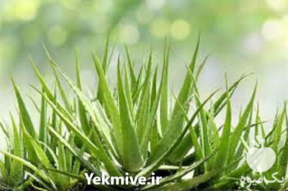 فروش دوره آموزش پرورش آلوئه ورا در تهران در گروه مشاوره - راه اندازی بازاریابی کسب درآمد بهبود کسب و کار در یکمیوه -عکس1