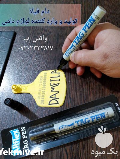 فروش ماژیک آمریکایی دامی در تهران در گروه گاو و گوسفند و میش و بز کهره گوساله سمینتال در یکمیوه -عکس1