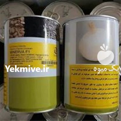 فروش بذر پیاز مینروا در قزوین در گروه خرید فروش عمده پیاز - قرمز سفید زرد ترشی تازه انباری در یکمیوه -عکس1