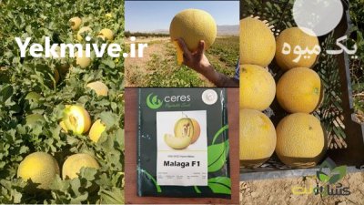 فروش بذر خربزه داکو در اردبیل در گروه خرید فروش عمده ملون - صادراتی صیفی تازه فروش عمده در یکمیوه -عکس3