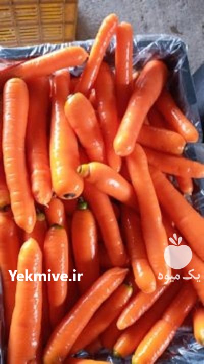 فروش بذر هویج تاکی مرسدس در ساری در گروه خرید فروش عمده هویج - فرنگی زرد صادراتی آبگیری قمی دزفول در یکمیوه -عکس3
