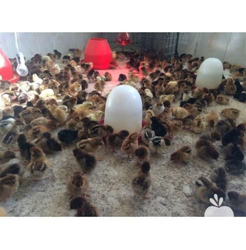 فروش قیمت جوجه یک روزه گلپایگانی ساده در تهران در گروه مرغ و خروس و بوقلمون و اردک قو قاز در یکمیوه -عکس1