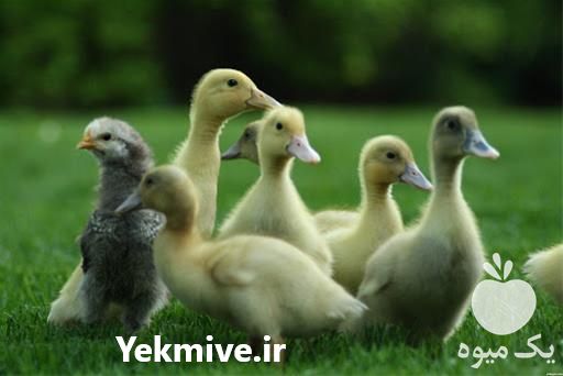 فروش اردک گوشتی 4 ماهه در تهران در گروه مرغ و خروس و بوقلمون و اردک قو قاز در یکمیوه -عکس1