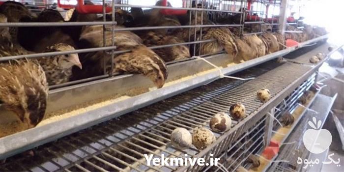 فروش ویژه بلدرچین ماده در تهران در گروه مرغ و خروس و بوقلمون و اردک قو قاز در یکمیوه -عکس1