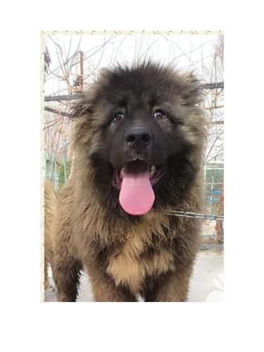 فروش قیمت توله سگ قفقازی در کرج در گروه سگ و گربه _ نگهبان هاسکی ژرمن دوبرمن سرابی در یکمیوه -عکس1