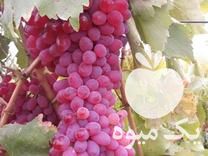 فروش نهال انگور بیدانه قرمز  در تاکستان در گروه خرید فروش نهال - انواع گردو پسته بادام سلطانی انگور در یکمیوه -عکس1