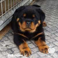 فروش سگ روتوایلر گواهی اصالت در کرج در گروه سگ و گربه _ نگهبان هاسکی ژرمن دوبرمن سرابی در یکمیوه