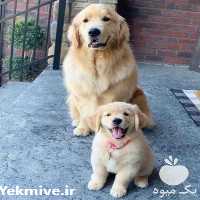 فروش سگ گلدن توله  در کرج در گروه سگ و گربه _ نگهبان هاسکی ژرمن دوبرمن سرابی در یکمیوه