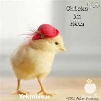 فروش جوجه رنگی در تهران در گروه مرغ و خروس و بوقلمون و اردک قو قاز در یکمیوه