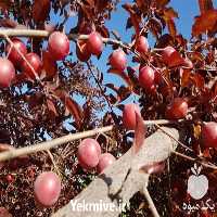 فروش نهال آلو در سمنان در گروه خرید فروش عمده آلو - آلوچه گوجه سبز زرد خاکی شابلون سانتریزه سیاه در یکمیوه
