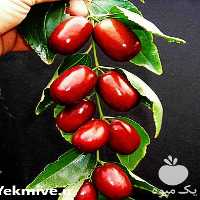 خرید نهال عناب در اصفهان در گروه خرید فروش نهال - انواع گردو پسته بادام سلطانی انگور در یکمیوه